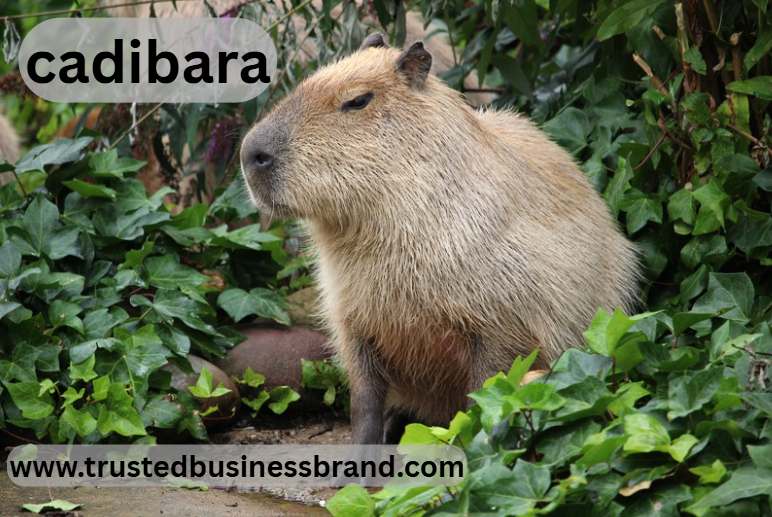 Digital marketing strategy based on cadibara keyword optimization